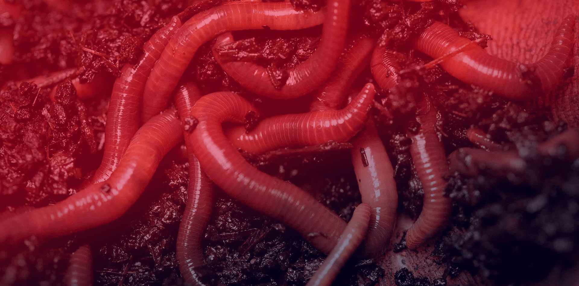 Vermicompost